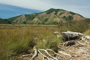 Felling: Deforestation - radical felling of timber plantations