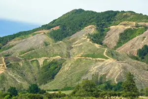 Felling: Deforestation - radical felling of timber plantations