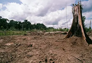 Damage: Deforestation - Rainforest cleared for Cattle ranching