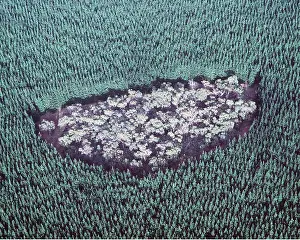 Eucalyptus: DEFORESTATION - remnant island of native Eucalyptus