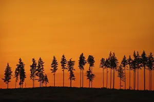 Silhouettes: Deforestation showing few remaining spruce trees in coniferous clearcut forest