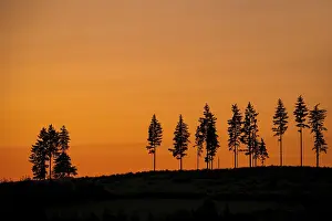 Silhouettes: Deforestation showing few remaining spruce trees in coniferous clearcut forest