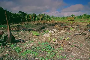 Regrowth: DEFORESTATION - Slash and Burn, fire damage forest