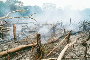 Leone: Deforestation - Slash & burn Gola rainforest
