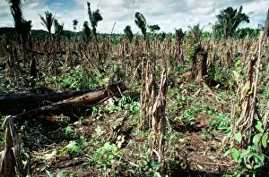 Secondary: DEFORESTATION - Slash & burn with secondary growth