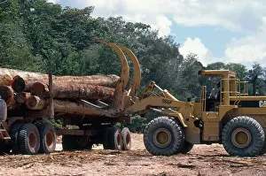Logging: Deforestation in Suriname