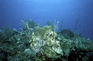 Cayman: Degraded coral reef