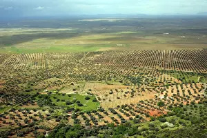 Dehesa: Dehesa landscape with Olive Groves and Oak Trees