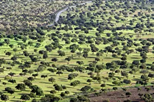 Dehesa: Dehesa Landscape - view from Sierra de San Pedro