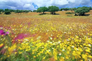 Dehesa: Dehesa Landscape - wild flowers