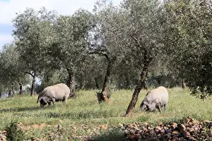 Communities: Dehesa with pigs pata negra in Extremadura Spain
