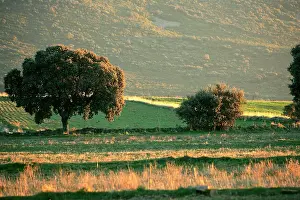 Dehesa: Dehesa - a wooded meadow which is communal property