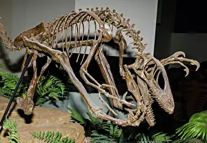 Agile: Deinonychus antirrhopus Raptor Dinosaur