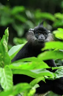 Trachypithecus: Delacour's Langur / Delacour's Lutung Cuc Phuong