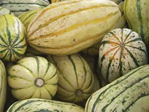 Cucurbits: Delicata Squash