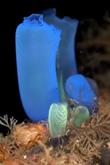 Squirt: Delicate Blue Sea Squirt - during night dive