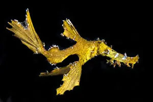 Pipefish: Delicate Ghost Pipefish (Solenostomus leptosomus)