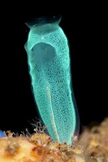 Squirt: Delicate Sea Squirt