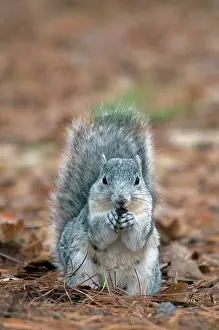 Niger: Delmarva Fox Squirrel (Sciurus niger cinereus)