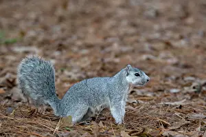 Niger: Delmarva Fox Squirrel (Sciurus niger cinereus) endangered