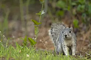 190219: Delmarva Peninsula Fox Squirrel (Sciurus niger