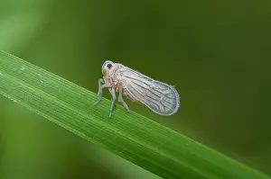 Fulgoroid: Delphacid Planthopper on leaf - Saba, Bali, Indonesia
