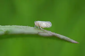 Fulgoroid: Delphacid Planthopper on leaf - Saba, Bali, Indonesia