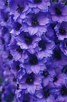 Lord: Delphinium