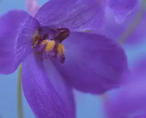 Delphinium: Delphinium