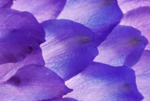 Delphinium: Delphinium