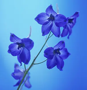 Delphinium: Delphinium