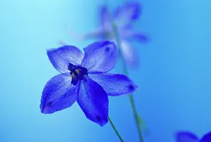 Delphinium: Delphinium