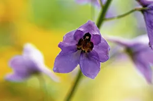Delphinium: Delphinium