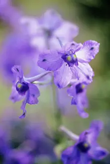 Delphinium: Delphinium