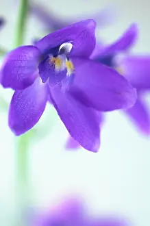 Delphinium: Delphinium