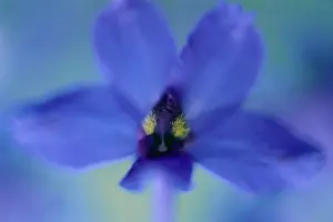 Delphinium: Delphinium