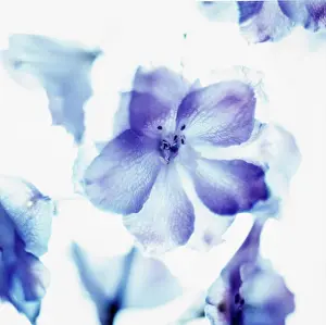 Delphinium: Delphinium