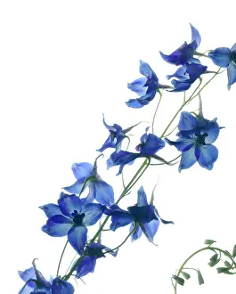 Delphinium: Delphinium