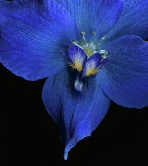 Delphinium: Delphinium