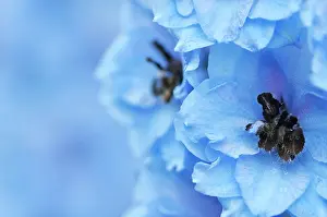 Delphinium: Delphinium