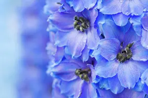 Delphinium: Delphinium
