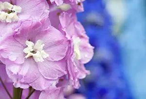 Delphinium: Delphinium