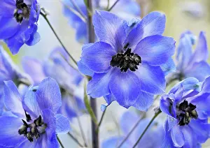 Delphinium: Delphinium