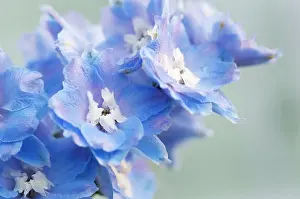 Millennium: Delphinium