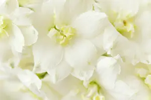 Delphinium: Delphinium