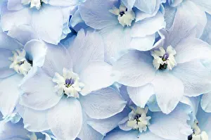 Delphinium: Delphinium