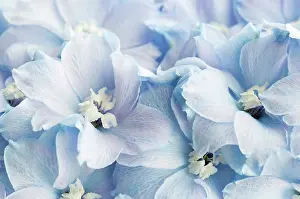Delphinium: Delphinium