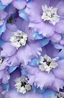 Delphinium: Delphinium
