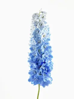 Dewy: Delphinium