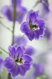 Delphinium: Delphinium